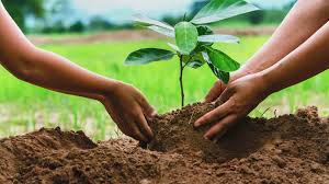 What a First-Time Volunteer Can Expect at a Pro-Green Shapers Planting Day